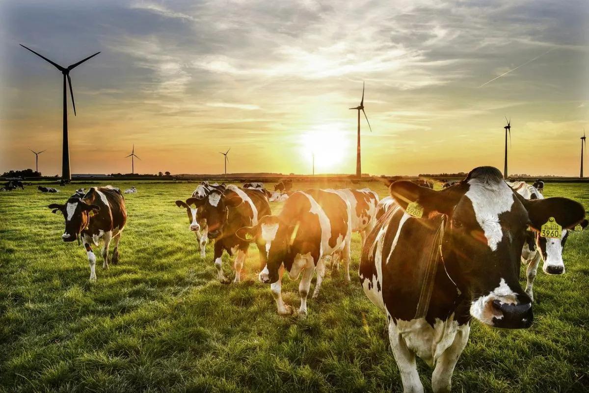 Een kudde koeien loopt richting de camera op een weiland met een opgaande zon op de achtergrond.